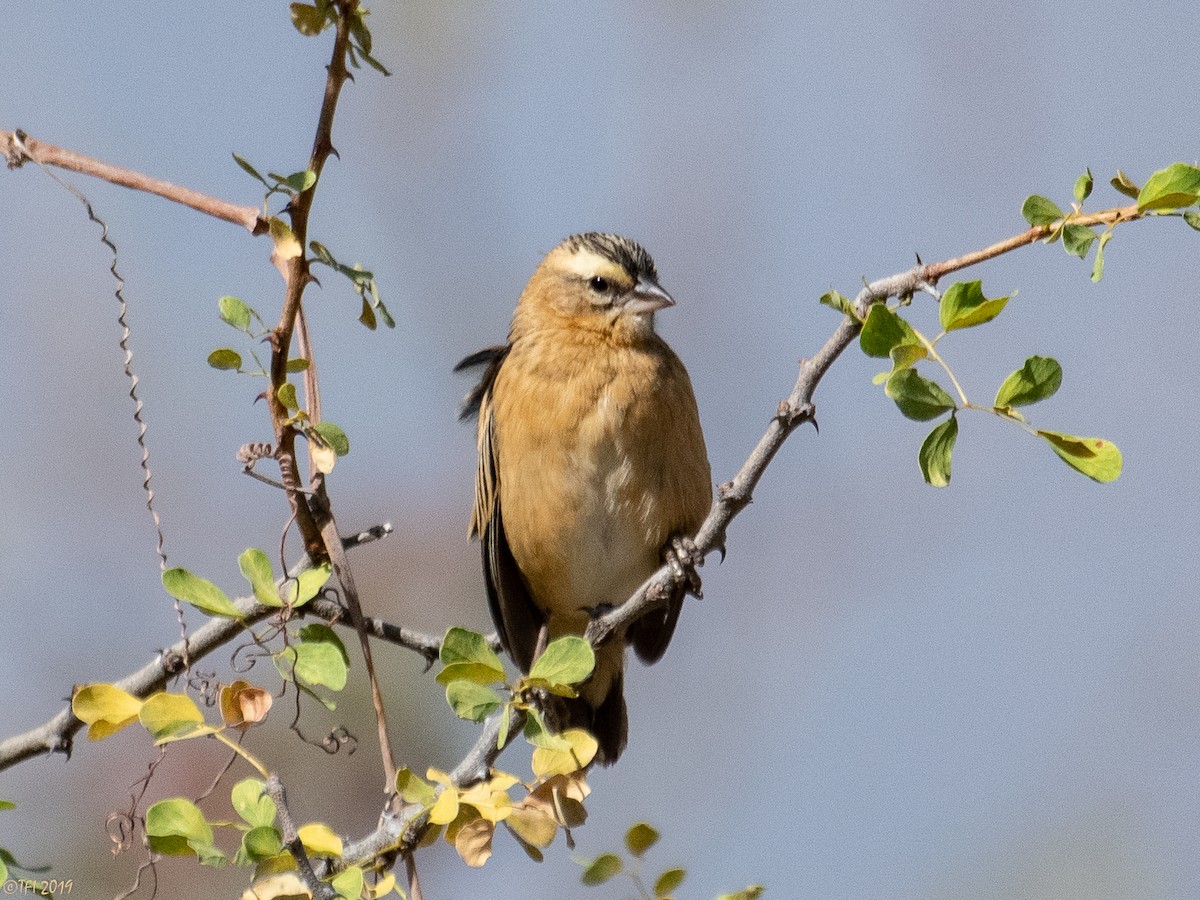 Black-winged Bishop - ML171597781