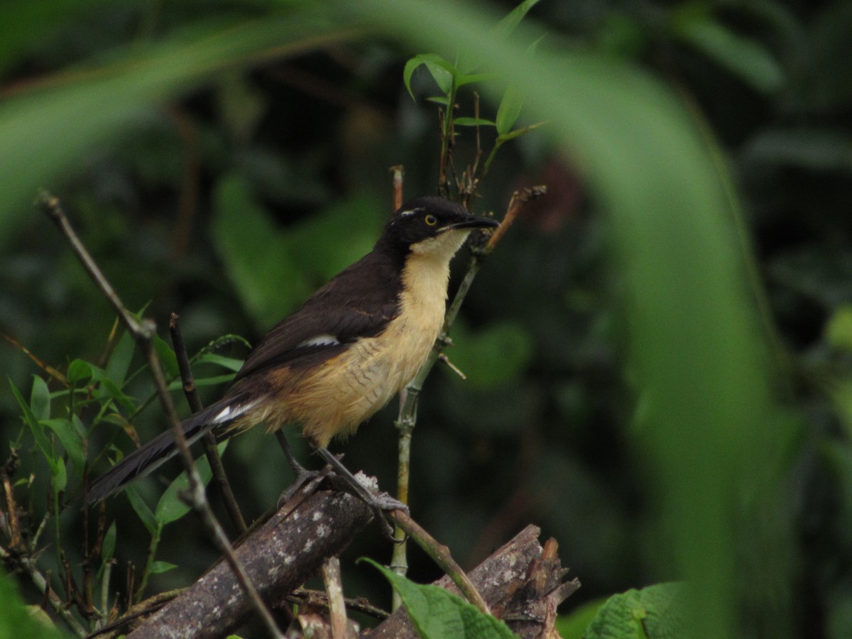 Black-capped Donacobius - Eyiver Oyola Oviedo