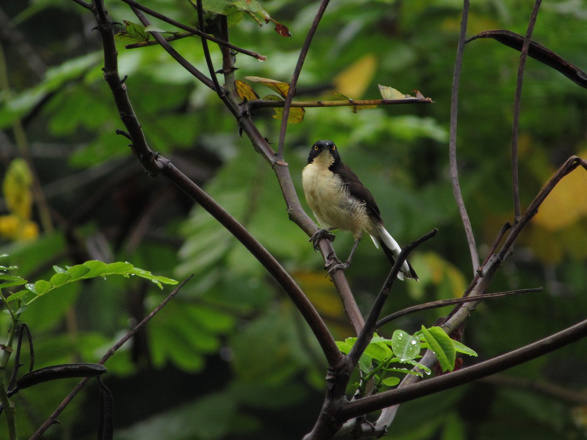 Black-capped Donacobius - Eyiver Oyola Oviedo