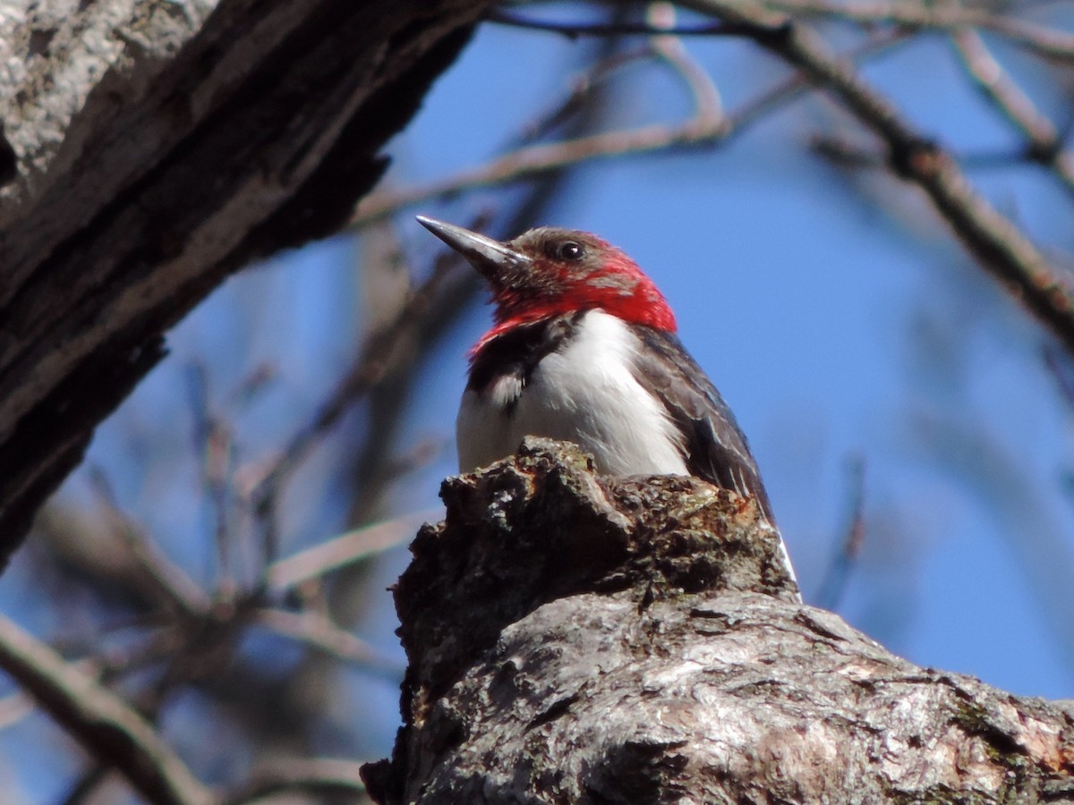 Red-headed Woodpecker - Urs Geiser