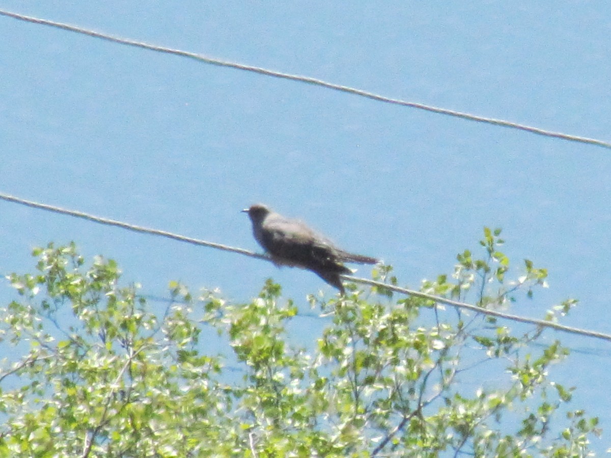 Common Cuckoo - ML171601291