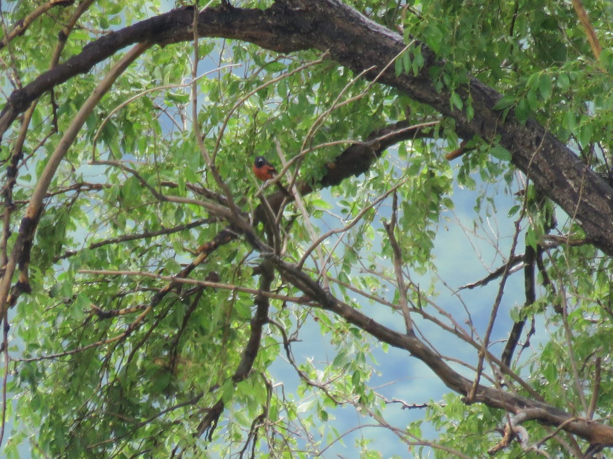 Orchard Oriole - ML171601321