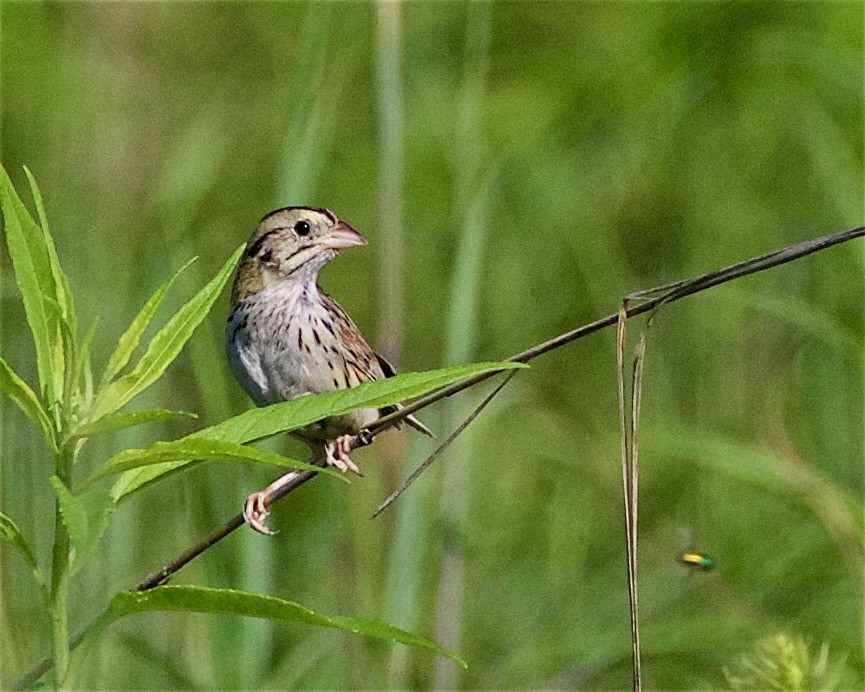 Henslow's Sparrow - ML171603721