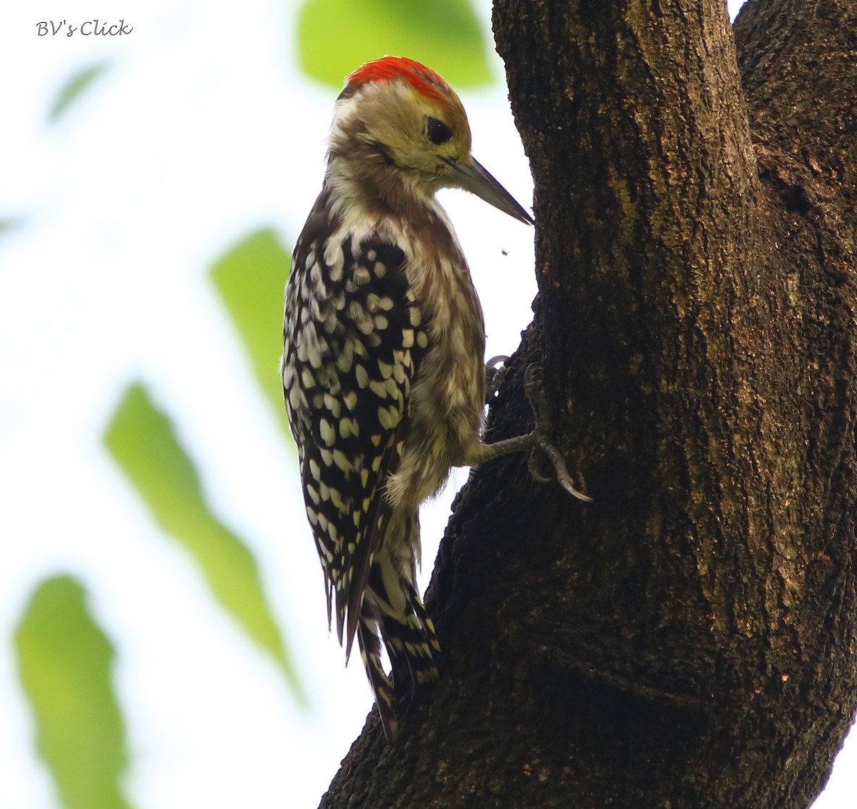 Yellow-crowned Woodpecker - Bhaarat Vyas