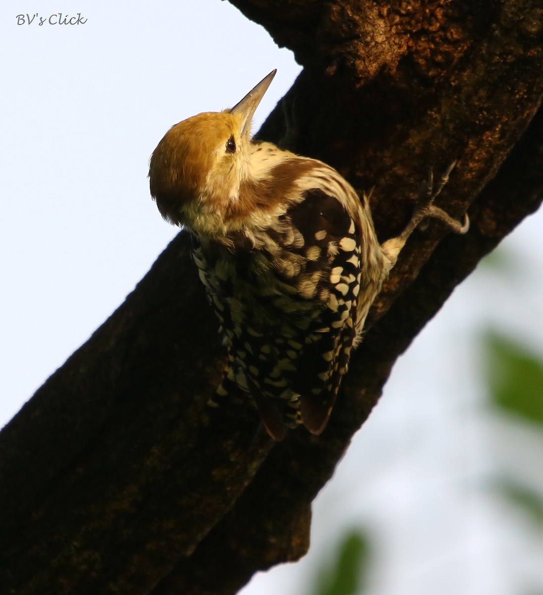 Yellow-crowned Woodpecker - Bhaarat Vyas