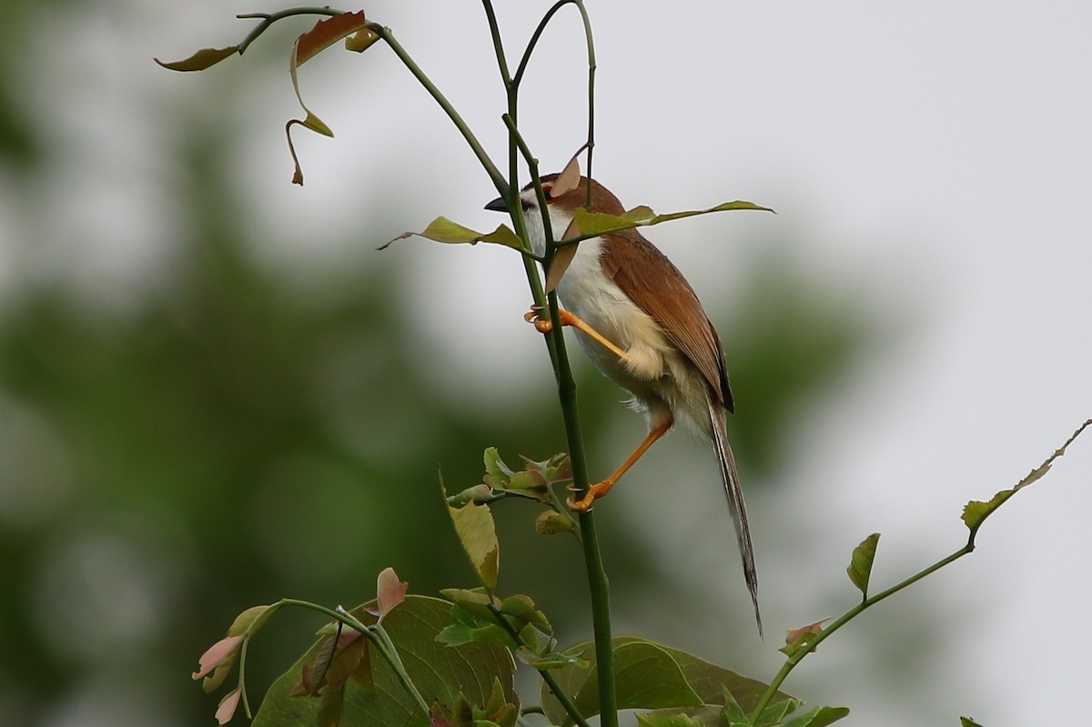 Yellow-eyed Babbler - ML171607711