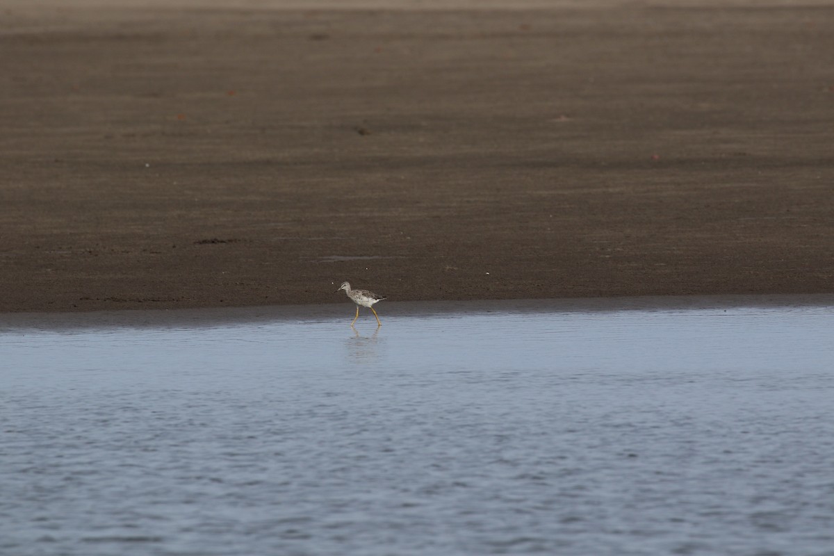 Greater Yellowlegs - ML171607781