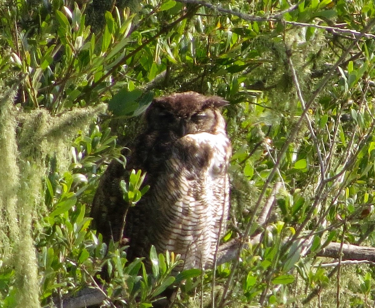 Great Horned Owl - ML171608061