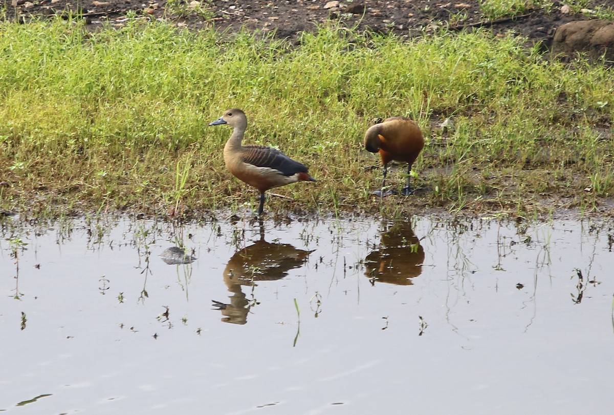 Lesser Whistling-Duck - ML171608201