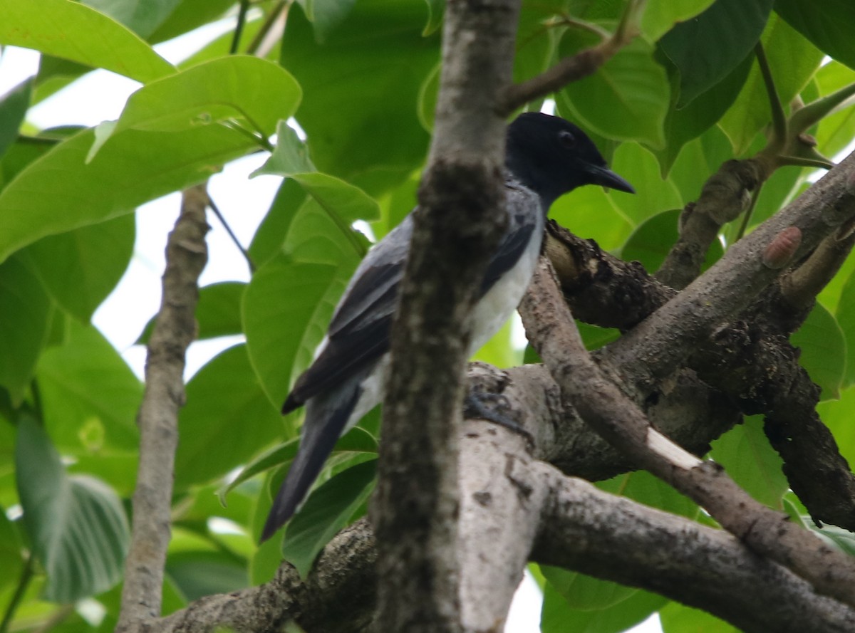 Black-headed Cuckooshrike - Bhaarat Vyas