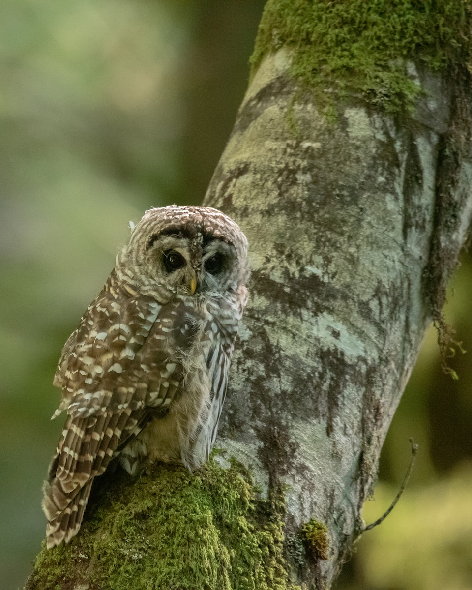 Barred Owl - ML171609061
