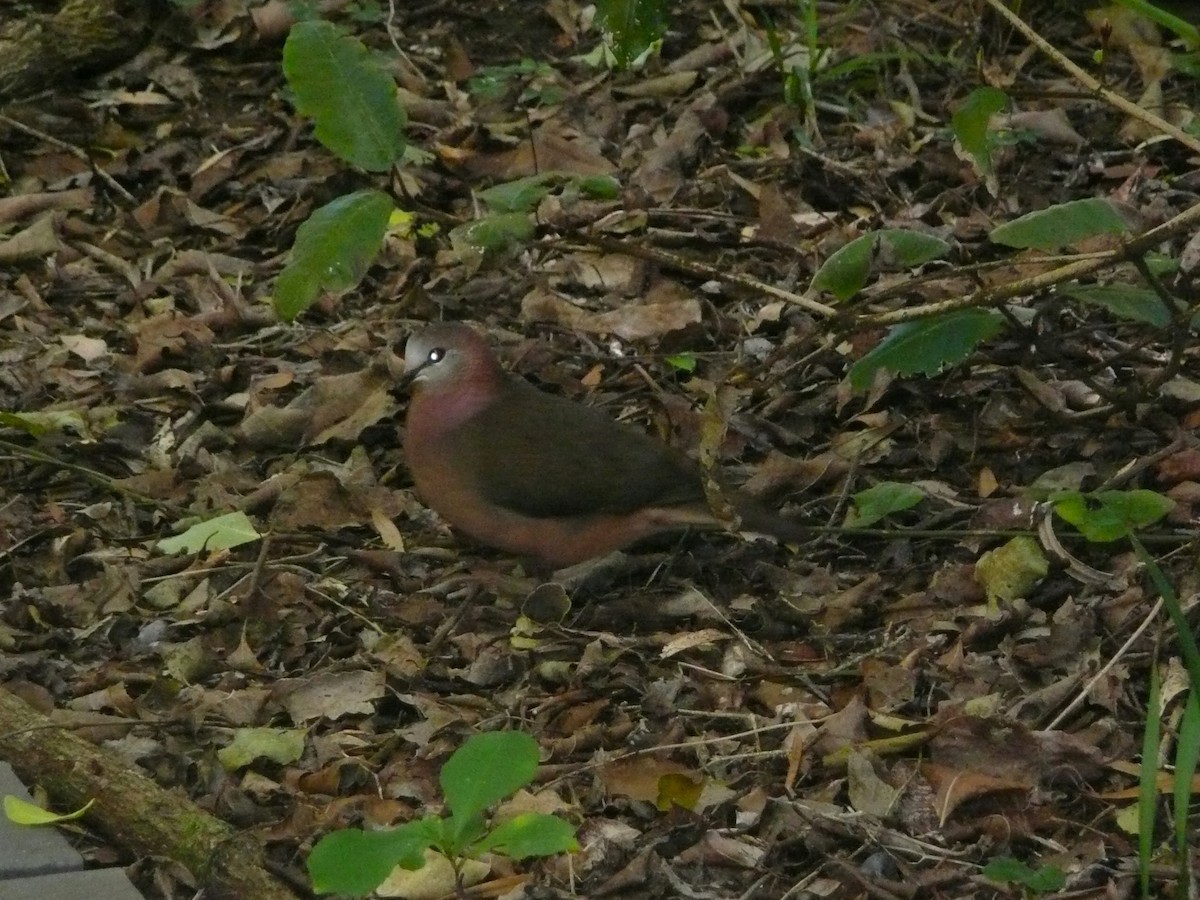 Paloma Caripálida - ML171609421