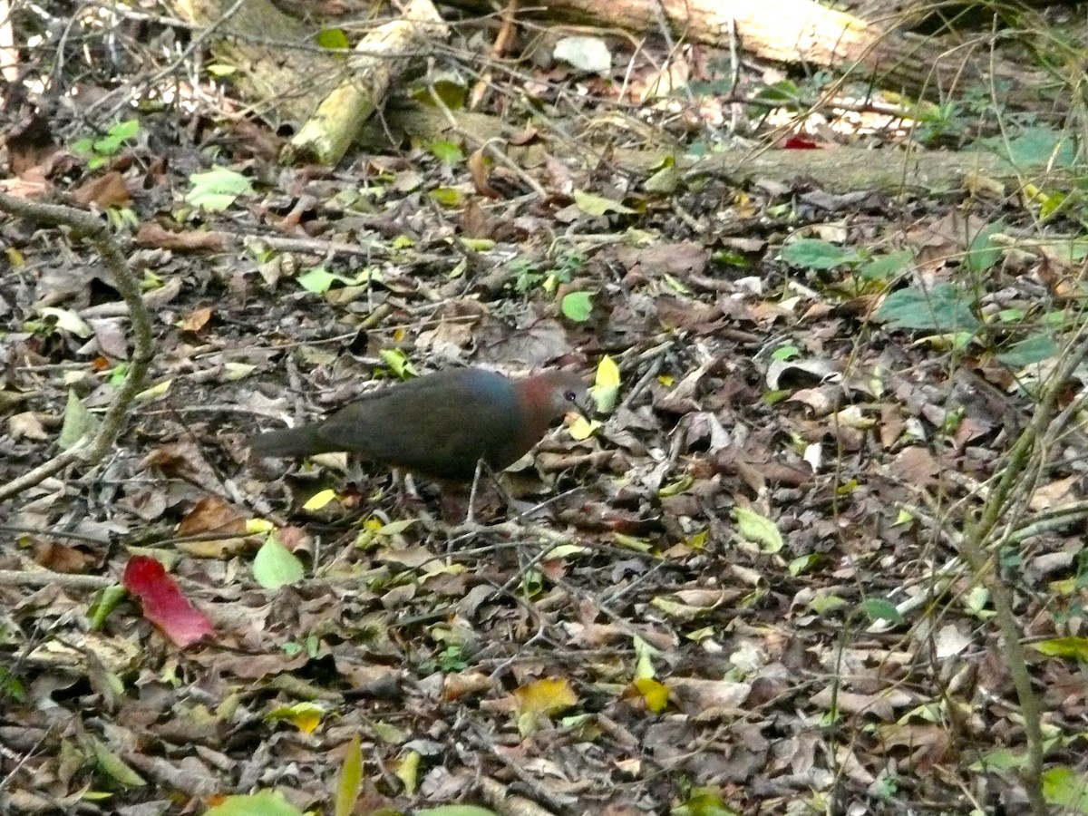 Paloma Caripálida - ML171609441