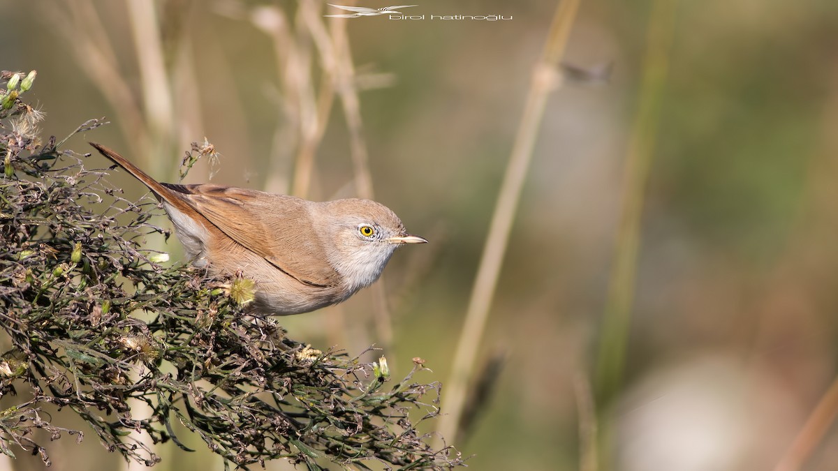 Asian Desert Warbler - birol hatinoğlu