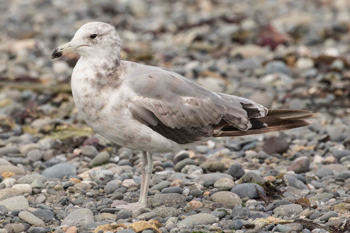 California Gull - ML171611021