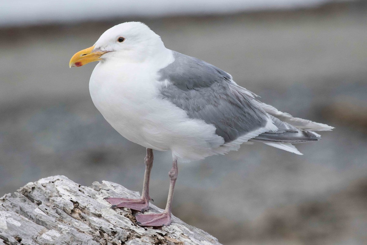 Glaucous-winged Gull - ML171611171