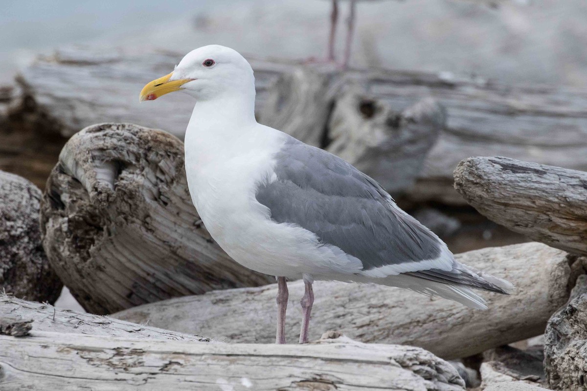 Western x Glaucous-winged Gull (hybrid) - ML171611251