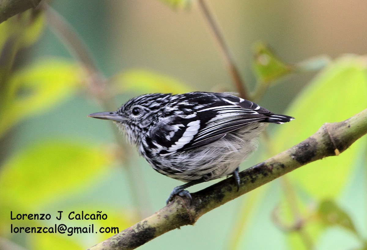 Guianan Streaked-Antwren - Lorenzo Calcaño