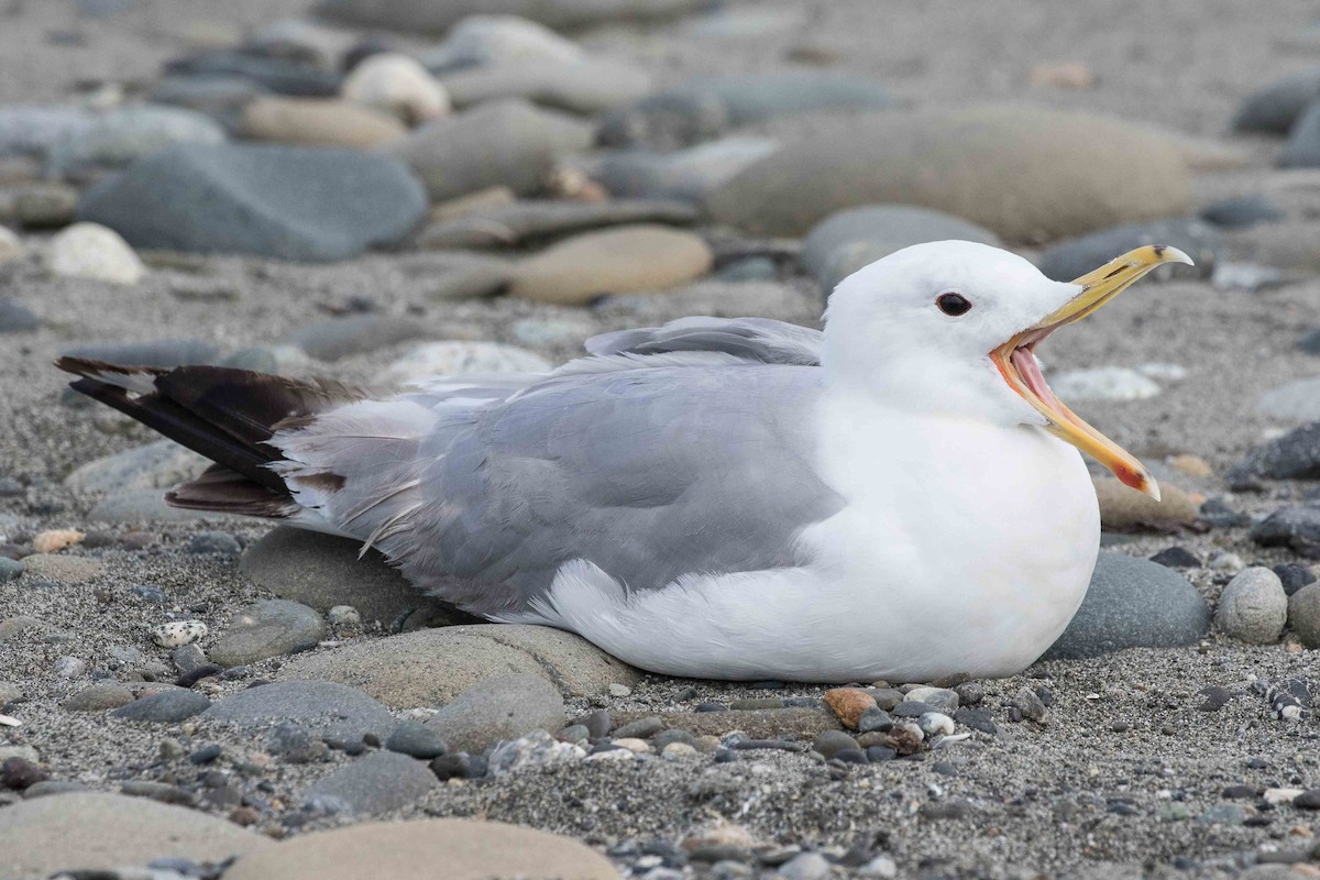 Gaviota Californiana - ML171611381