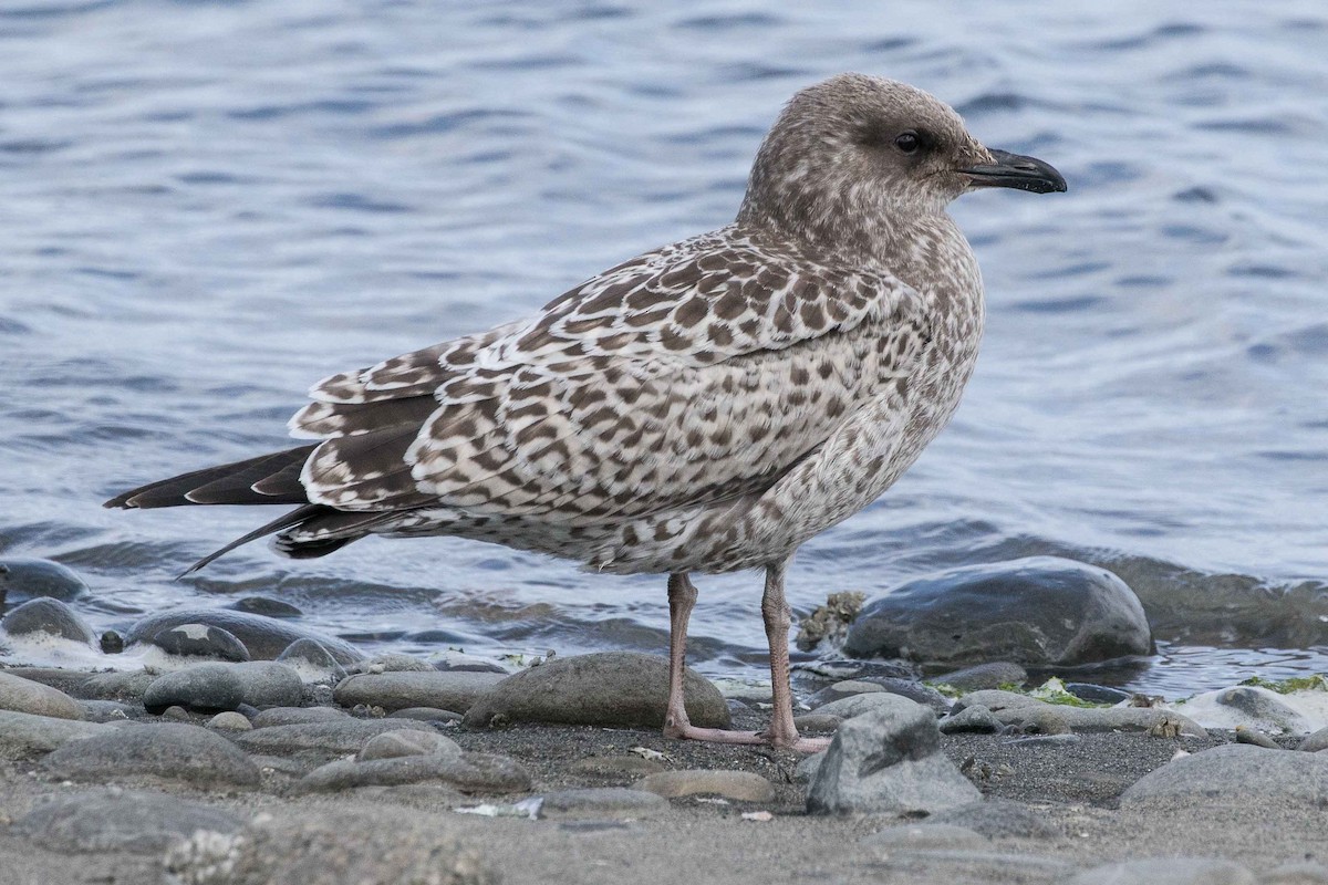 Gaviota Californiana - ML171611401