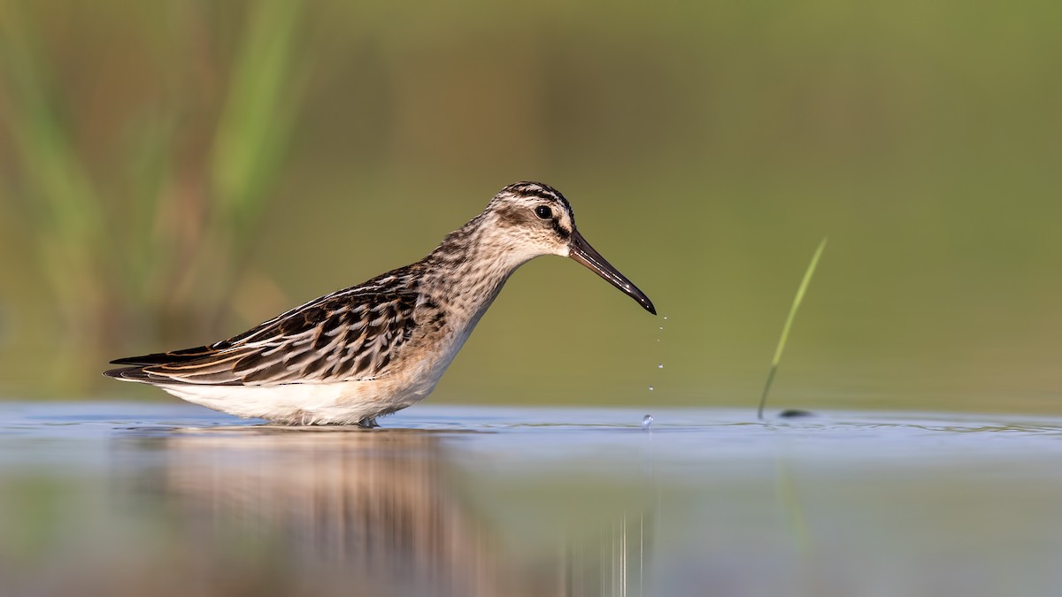 Broad-billed Sandpiper - ML171612021