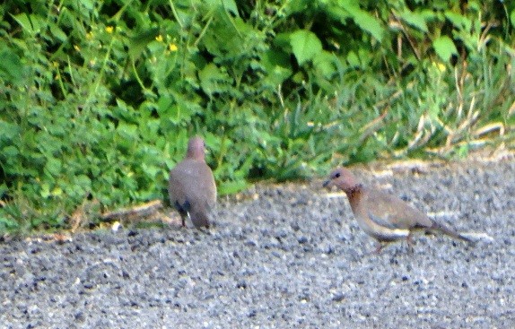 Laughing Dove - ML171612941