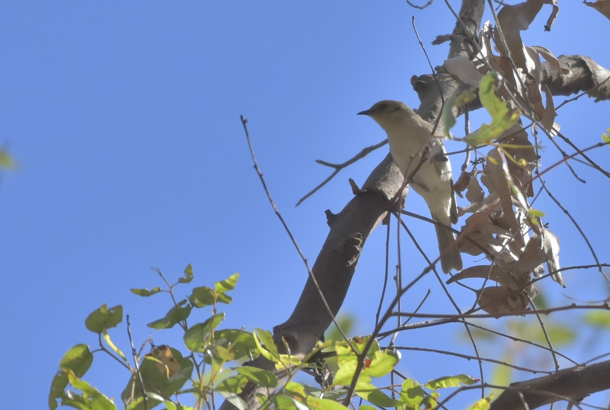 Fuscous Honeyeater - ML171614751
