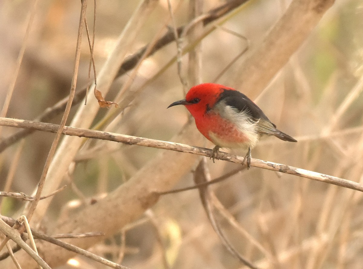 Scarlet Myzomela - ML171614761