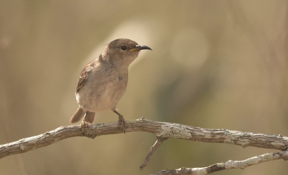 Scarlet Myzomela - Chris Wills