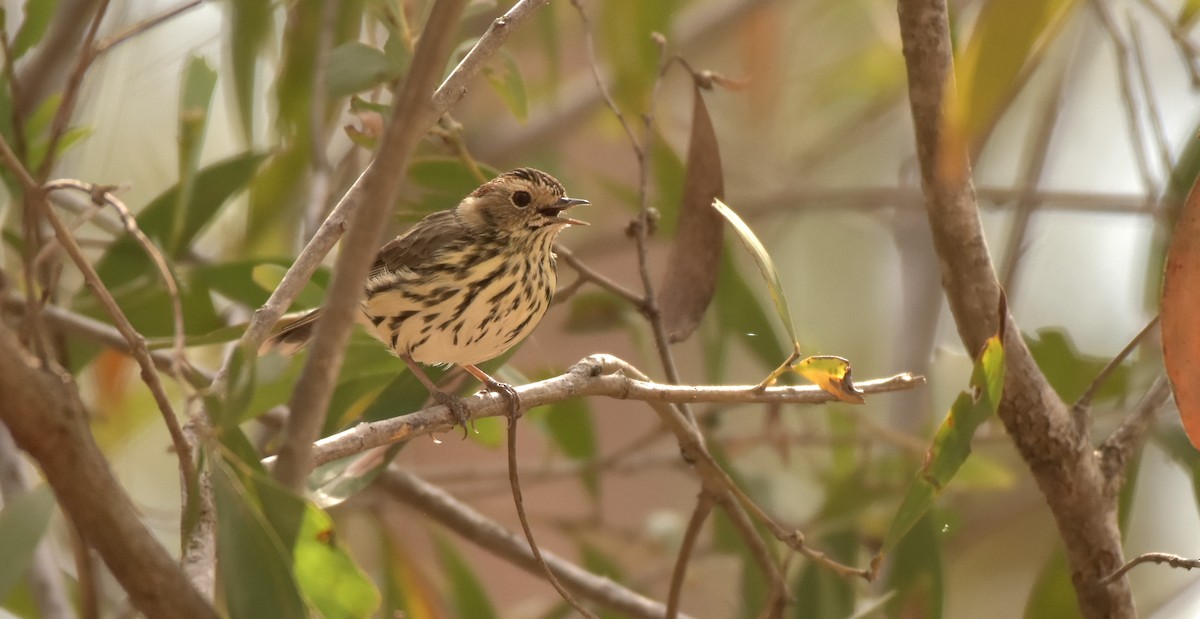 Speckled Warbler - ML171614791
