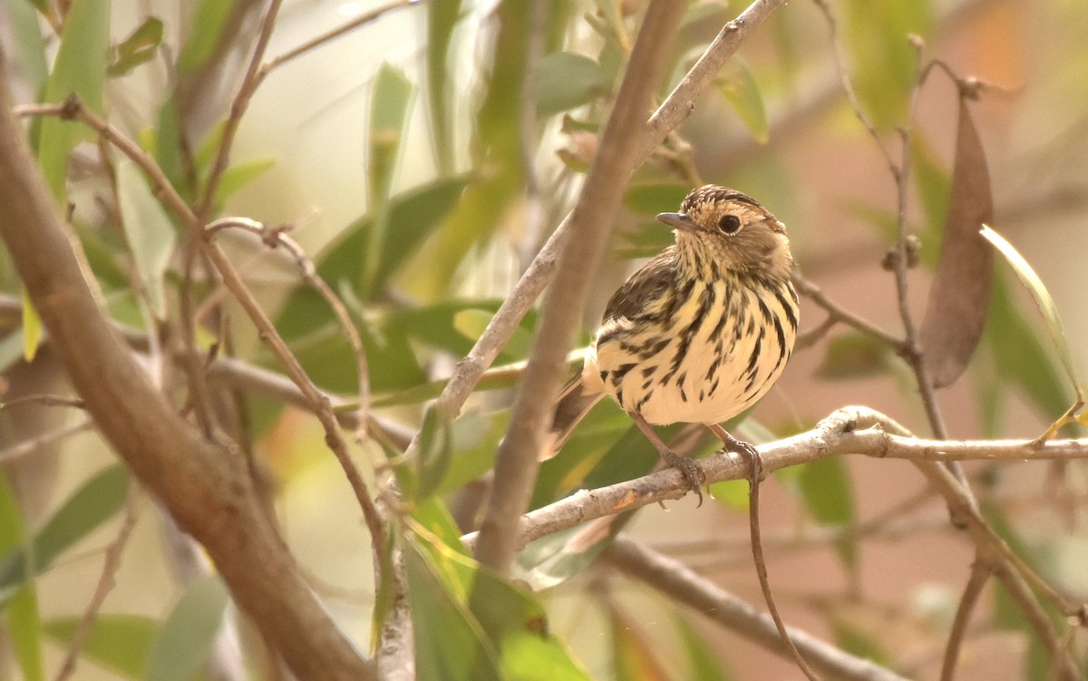 Speckled Warbler - ML171614821