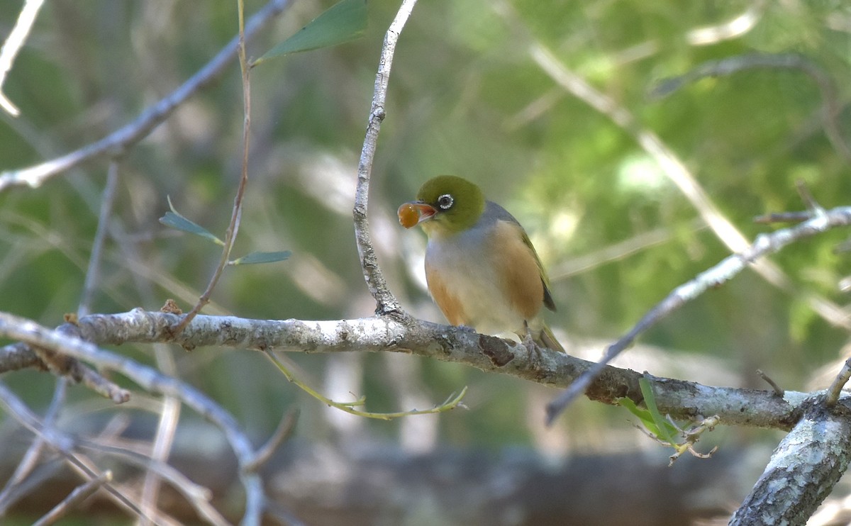 Silvereye - Chris Wills