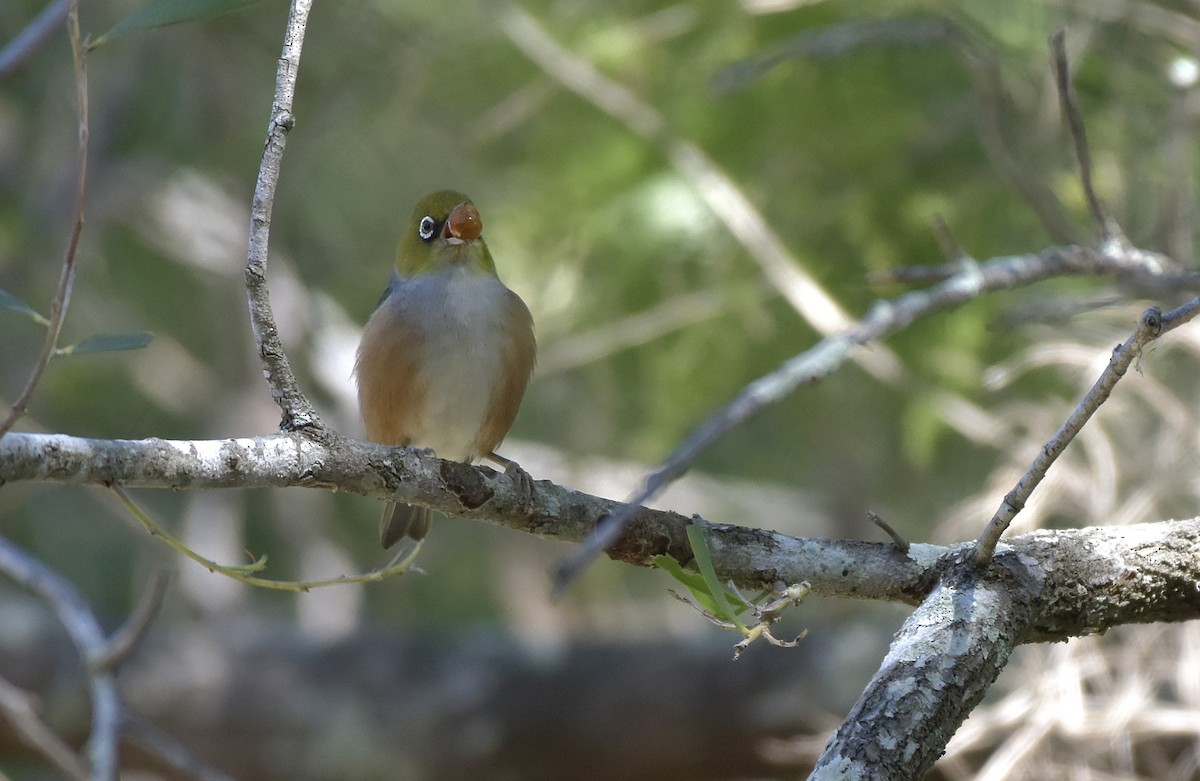 Silvereye - Chris Wills