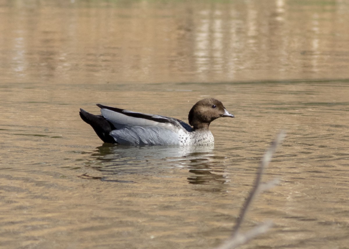 Maned Duck - ML171614971