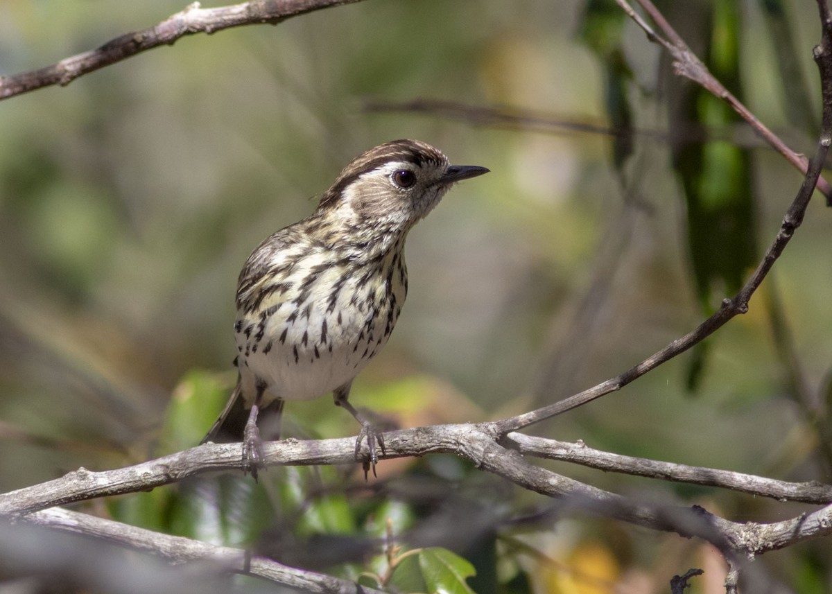 Speckled Warbler - ML171615141