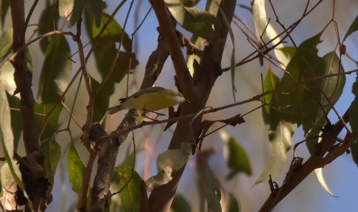 White-throated Gerygone - ML171615161