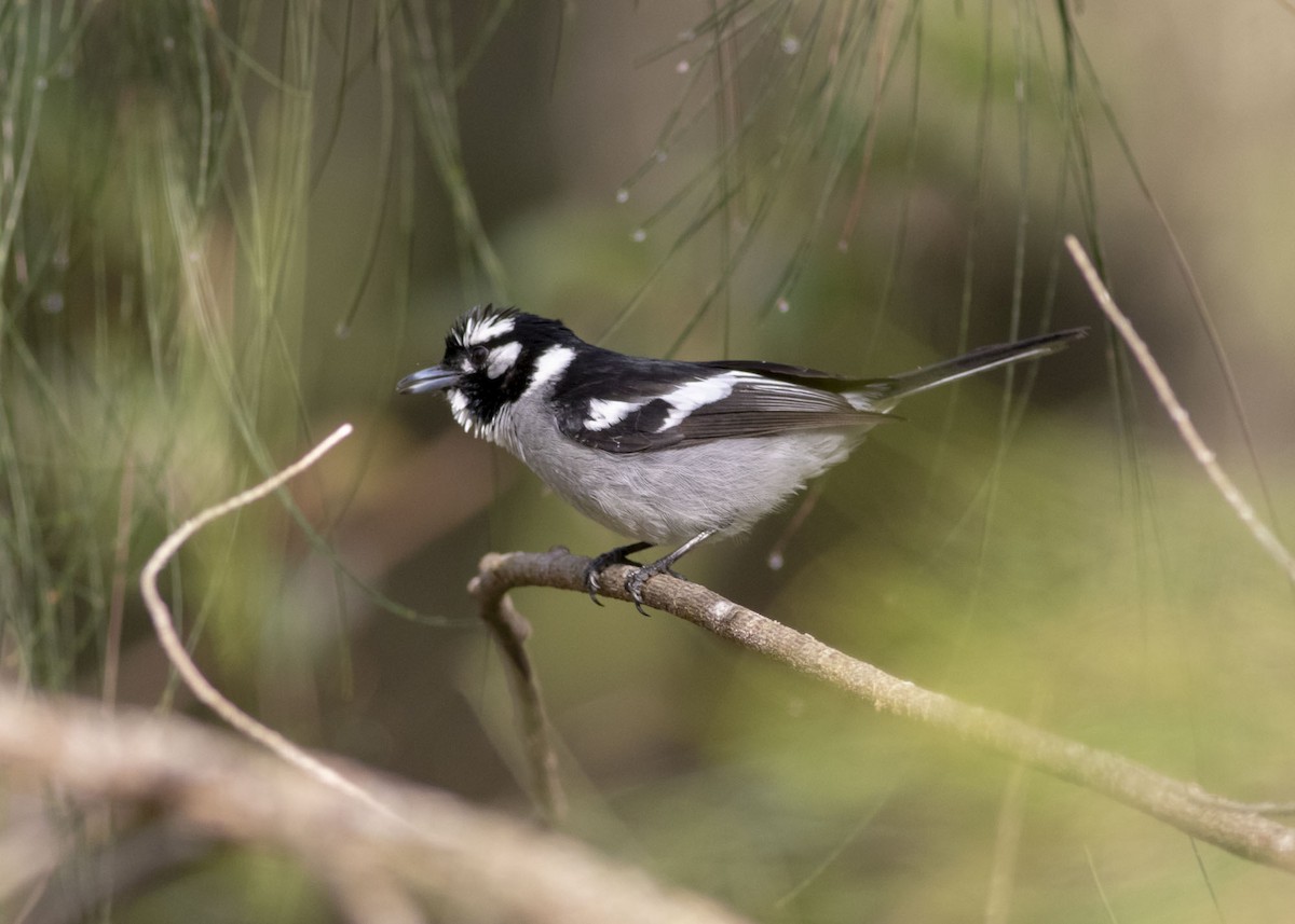 White-eared Monarch - ML171615371