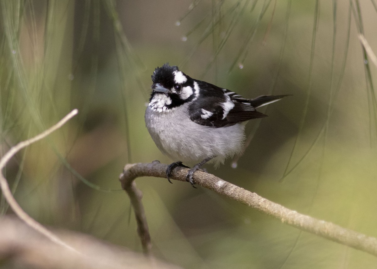 White-eared Monarch - ML171615381