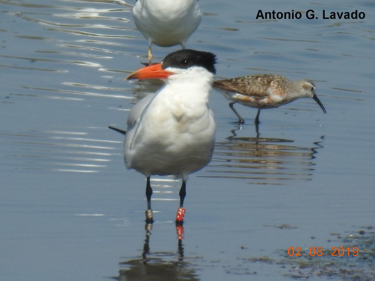 Caspian Tern - Aves de Málaga