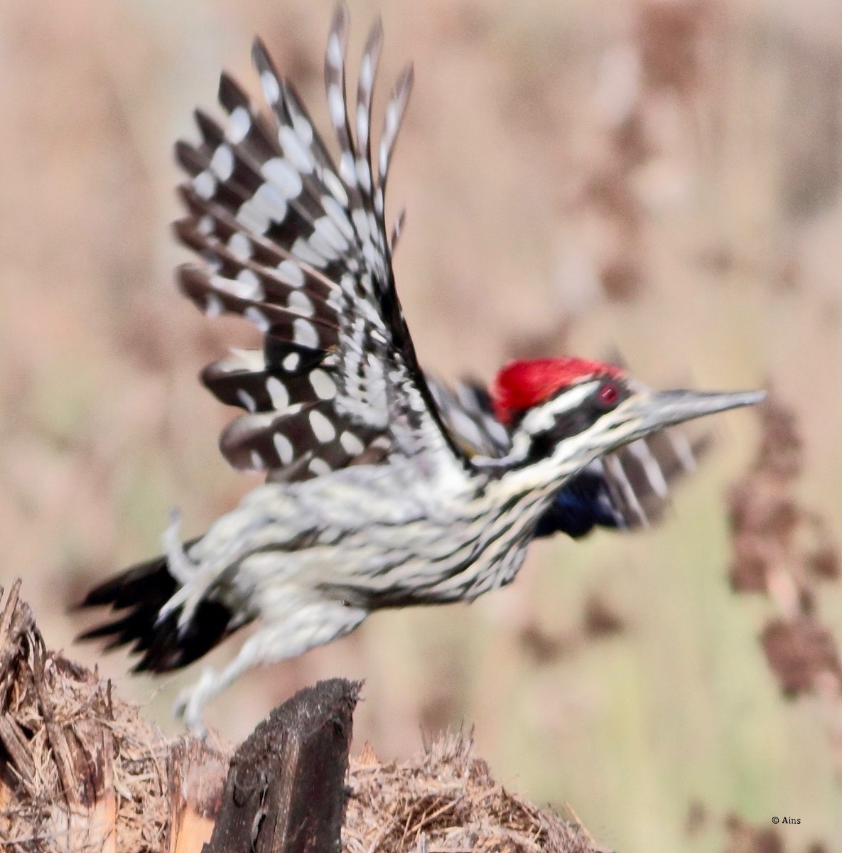 White-naped Woodpecker - ML171618221