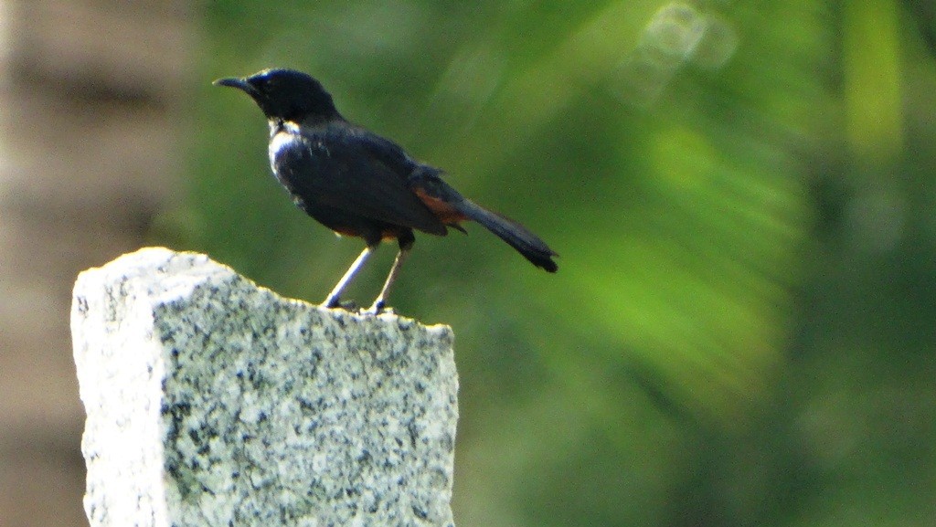 Indian Robin - ML171618731