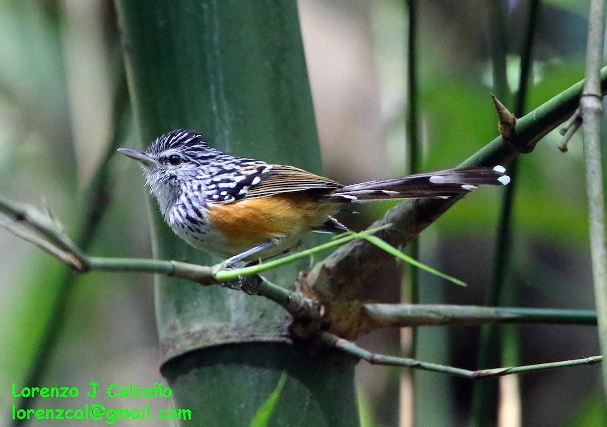 Klages's Antbird - ML171621291