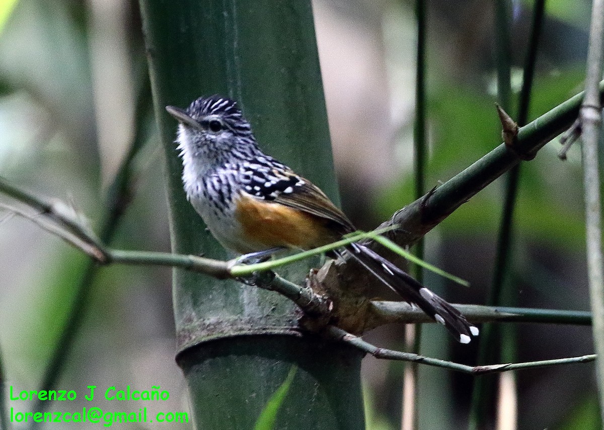 Klages's Antbird - Lorenzo Calcaño