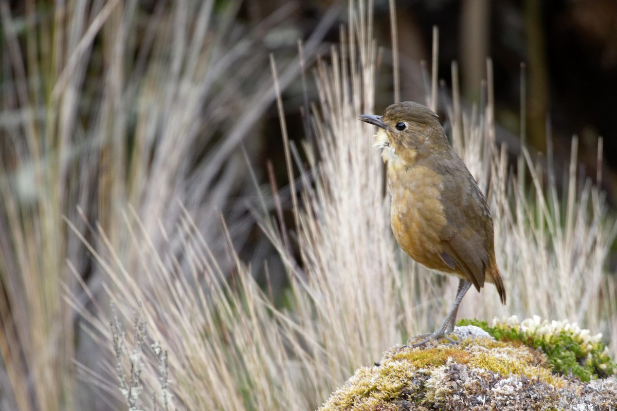 Tawny Antpitta - ML171622201