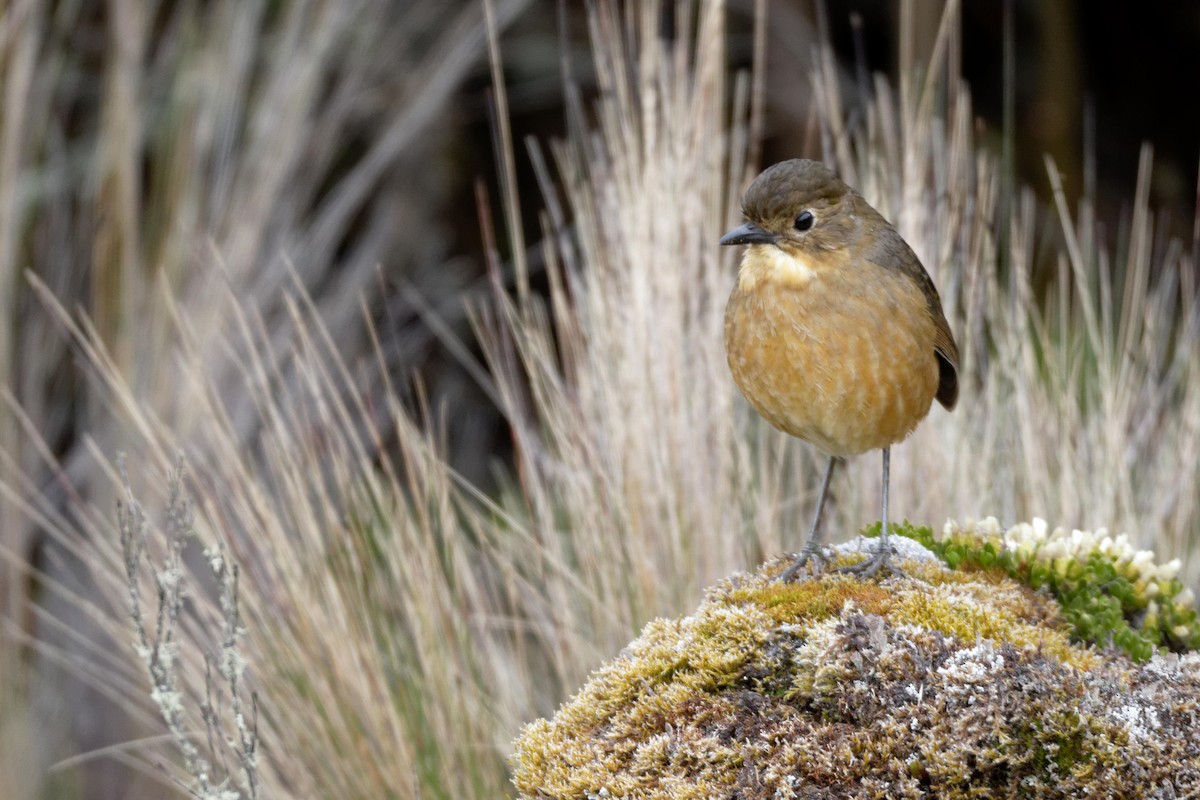 Tawny Antpitta - ML171622241