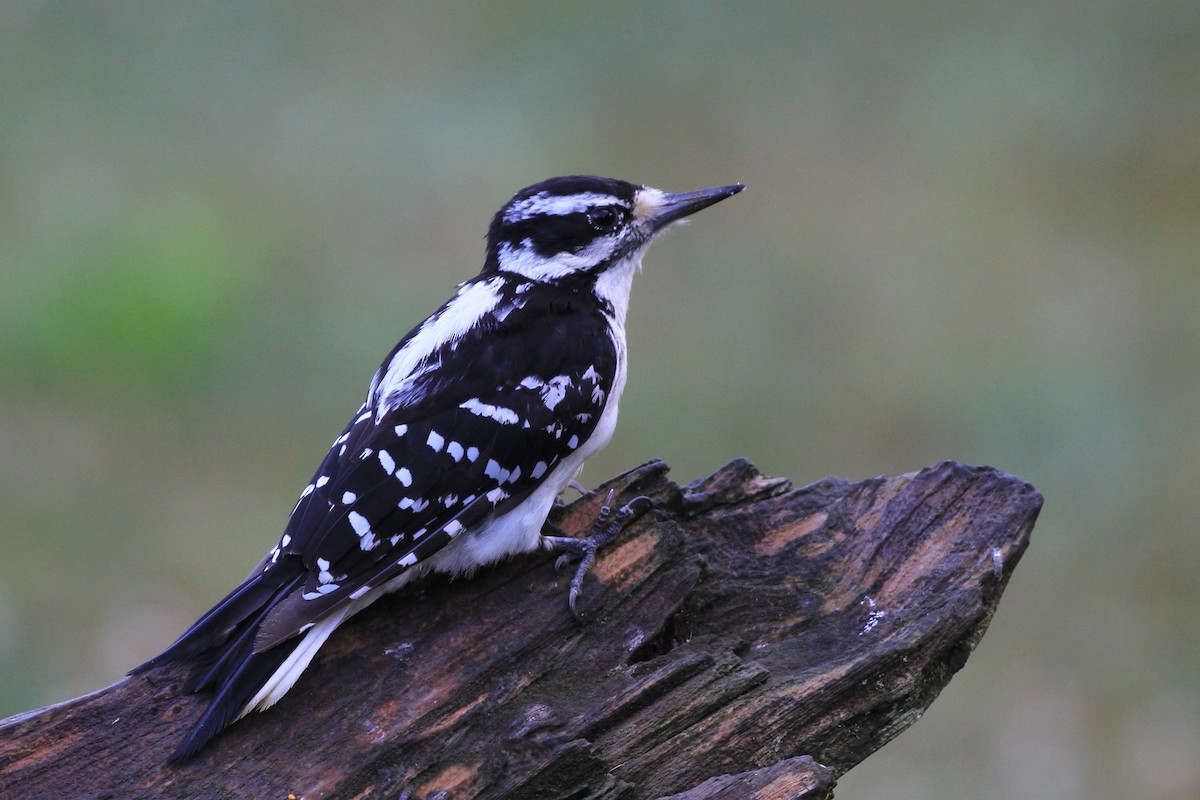 Hairy Woodpecker - Diane St-Jacques