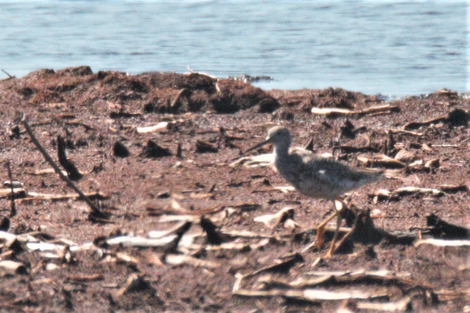 Greater Yellowlegs - ML171622621