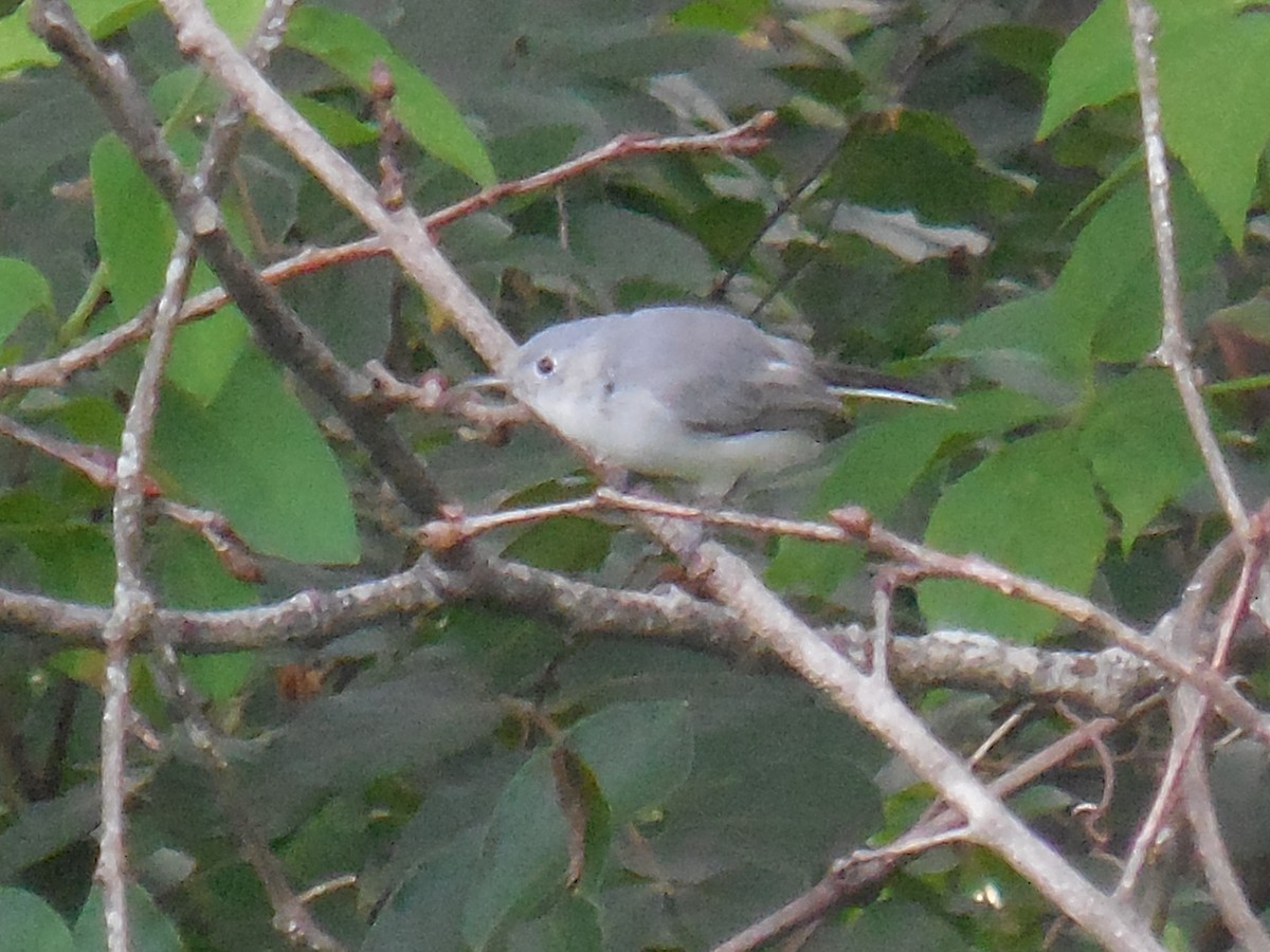 Blue-gray Gnatcatcher - ML171624491