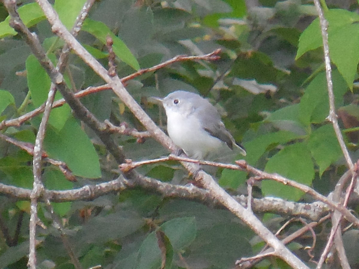 Blue-gray Gnatcatcher - ML171624511