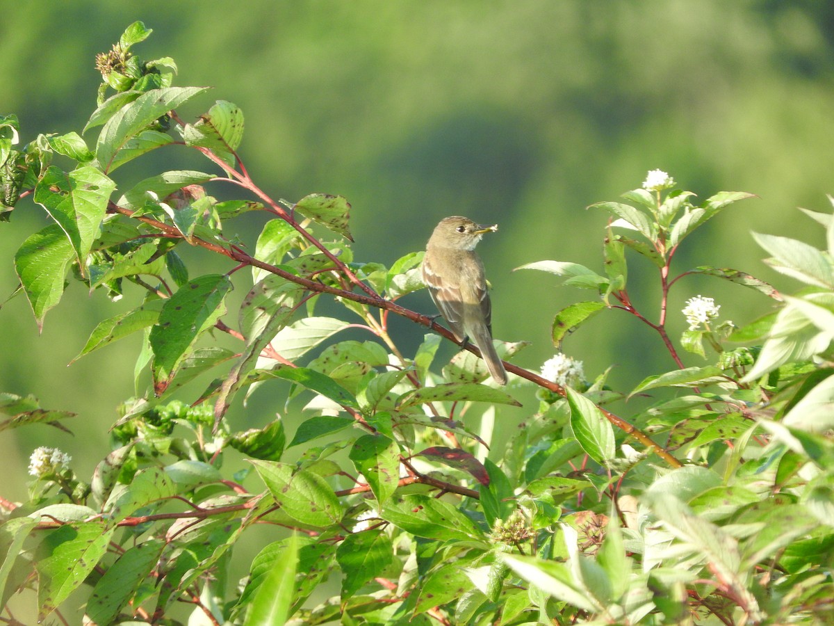 Willow Flycatcher - ML171625281